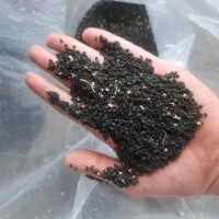 بذر پیاز قرمز|گل و گیاه طبیعی|نوشین شهر, |دیوار