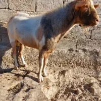 بزفروشی|حیوانات مزرعه|زهک, |دیوار