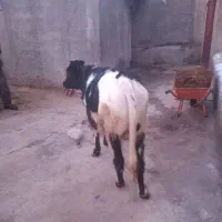 گوساله|حیوانات مزرعه|صوفیان, |دیوار