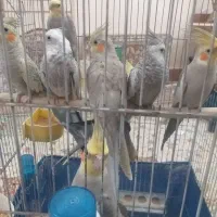 عروس هلندی|پرنده|تاکستان, |دیوار