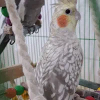 عروس هلندی سخنگو