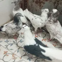 پرشی|پرنده|جیرفت, |دیوار