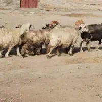 میش و بره|حیوانات مزرعه|تیران, |دیوار