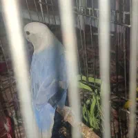 طوطی بریزیلی آبی|پرنده|دزفول, |دیوار