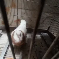 کبوتر سالم ونر|پرنده|تهران, وحیدیه|دیوار