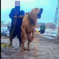 واگذاری سگهای نگهبان و گوسفندی