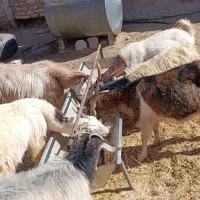 بزه دورگ|حیوانات مزرعه|سده (خراسان جنوبی), |دیوار