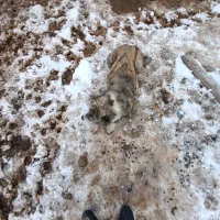 سگ محلی|سگ|آبکوه, |دیوار