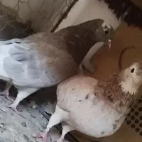 یه جفت شاهزد