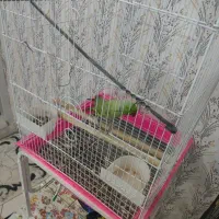 طوطی ملنگو نر فوق العاده