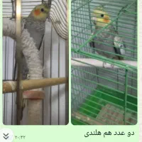 ملنگو  برزیلی عروس هلندی فنج مرغ عشق|پرنده|تهران, خلیج فارس|دیوار