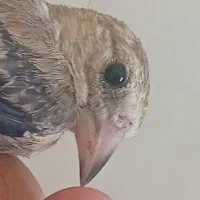 جوجه سهره نر 15 روز قفس درجه یک