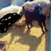 بره نر چاق  خوش طعم خوراک خورده گوشت کیلویی 750|حیوانات مزرعه|زرند, |دیوار