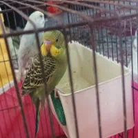 تعدادی مرغ عشق|پرنده|برازجان, |دیوار