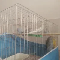 فروش قناری مرغ عشق عروس هلندی پرورش یافته درسالن|پرنده|سیستان, |دیوار