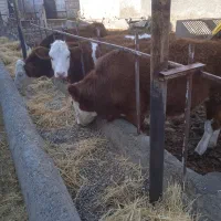 فروش گوساله سمینتال ماده|حیوانات مزرعه|محمدبار, |دیوار