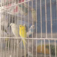 کلکسیونی بینظیرازدنیای مرغ عشق  آیهان|پرنده|خوی, |دیوار