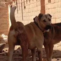 سگ سیاه پوز|حیوانات|تربت‌حیدریه, آسایش|دیوار