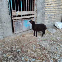 بره نر و ماده وبزغاله|حیوانات مزرعه|دلیجان, |دیوار