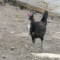 جوجه خروس گلین 3 ماهه زیر مرغی|حیوانات مزرعه|کرج, شهرک ظفر|دیوار