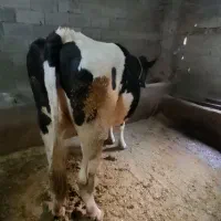 گاو هلشتاین