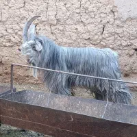 پازن ۲ساله خوشگل و خوش ذات|حیوانات مزرعه|ابرکوه, |دیوار