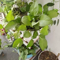 گلهای طبیعی|گل و گیاه طبیعی|مرودشت, فاز اول شهرک فرهنگیان|دیوار