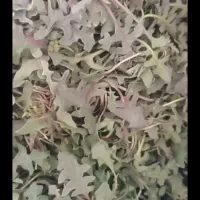 شومن تازه سبزیجات طبیعی