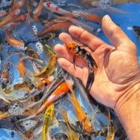 رنگین کمان کوی چرم و باتر فلای|ماهی|رشت, ترمینال|دیوار