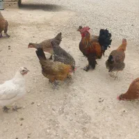 فروش مرغ|حیوانات مزرعه|دهدشت, |دیوار