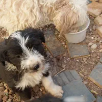 توله ۲ماه شیتزو اصل