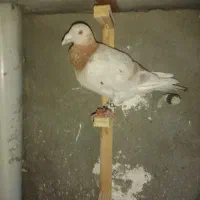 یک جفت سار هم هوایی و هم جفتگاه