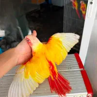 جوجه ردچیک  کلکسیونی