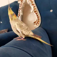 عروس هلندی ماده یکسال و نیمه