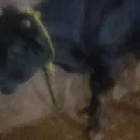 گوساله پرواری هم واسه قصابی وهم نگهداری