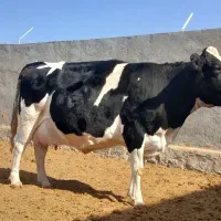 گاوشیری و تلیسه ابستن|حیوانات مزرعه|باشتین, |دیوار