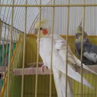 یک جفت عروس هلندی