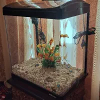 اکواریوم|ماهیگیری|تبریز, |دیوار