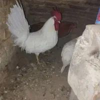 خروس سفید فروشی