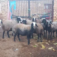 گوسفند میش اصیل شال دوقلو زا|حیوانات مزرعه|دهگلان, |دیوار