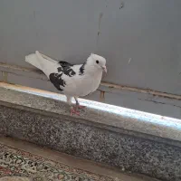 کبوتر
