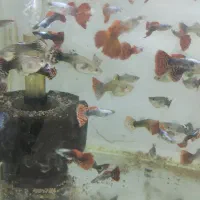 انواع گوپی و مولی / آکواریوم بهروز|ماهی|زنجان, |دیوار