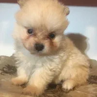 پامرانین یک سر خرسی سایز ریز ریز جنسیت نر