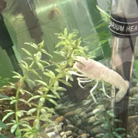 انواع ماهی گوشت خوار و گیاه خوار و لابستر و پرنده|ماهی|کرج, شهرک یاس شمالی|دیوار