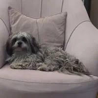 سگ گمشده|حیوانات|سهند, |دیوار