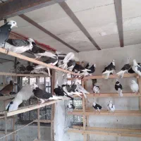کبوتر جوجه|پرنده|تهران, آبشار|دیوار