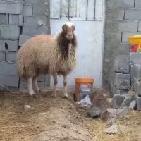 فروش یک راس قوچ سنجابی اصیل