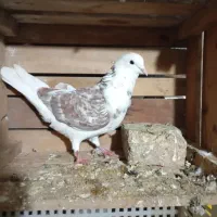 کفتر پرشی|پرنده|مزرعه کتول, |دیوار