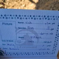 سگ بیت بول|سگ|مشهد, قائم|دیوار