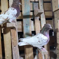 کله سرخ خونی